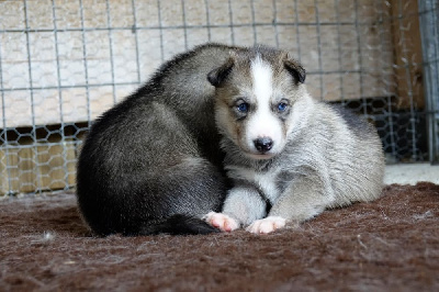 supertramp family's - Siberian Husky - Portée née le 07/07/2023
